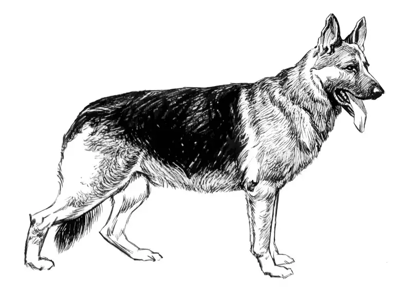German shepherd dog drawing
